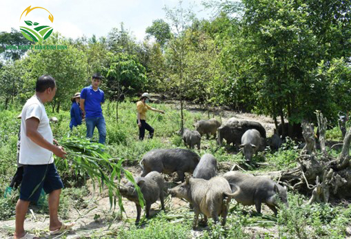 mô hình chăn nuôi heo rừng tự cung tự cấp