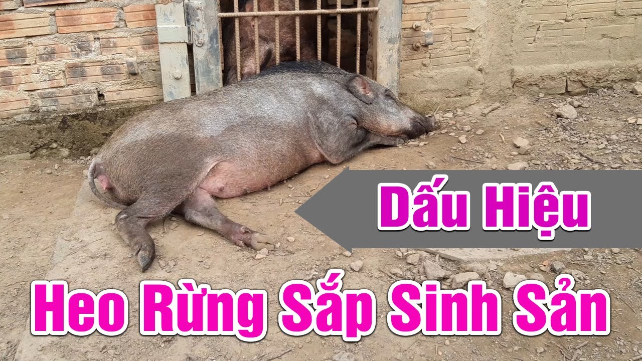 heo rung lai sắp đẻ